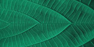 Clean Transition Investing: From Managing Risk to Unprecedented